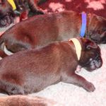 Hellbraun Halsband, Antonio Vigos (1 Woche alt)